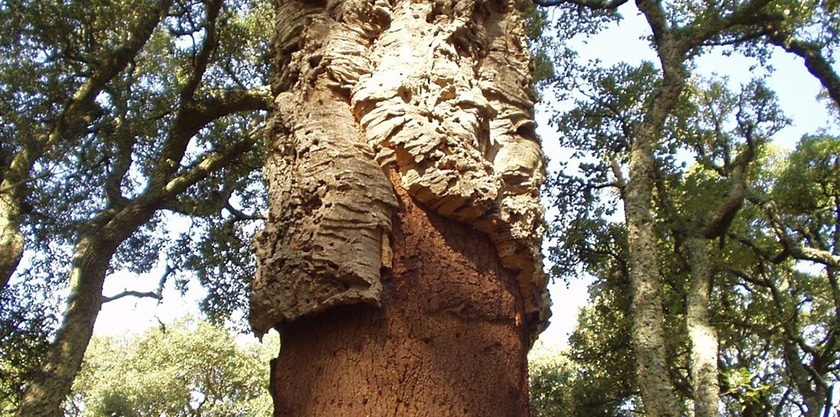 albero da sughero